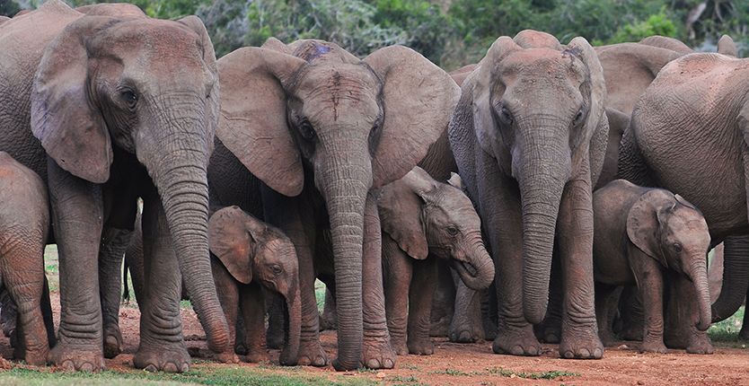 Das Gesamtgewicht aller 500er entspricht einer mehr als 100-köpfigen Elefantenherde.