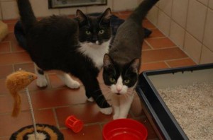 Eine neue Katzenfutterküche für das Tierheim Uhlenkrog